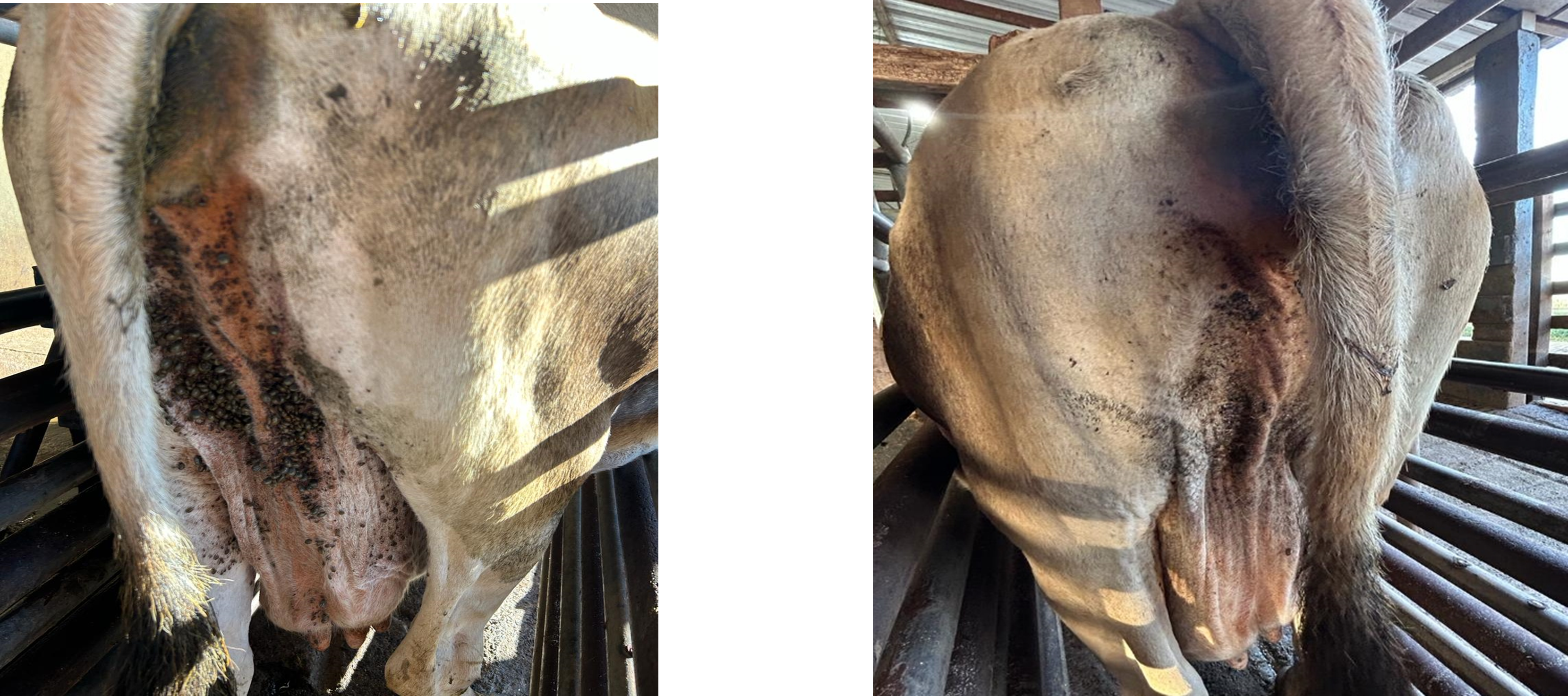 Untreated cow and the same cow 14 days after one Repulan application