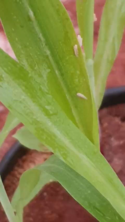 Corn plant showing leafhoppers